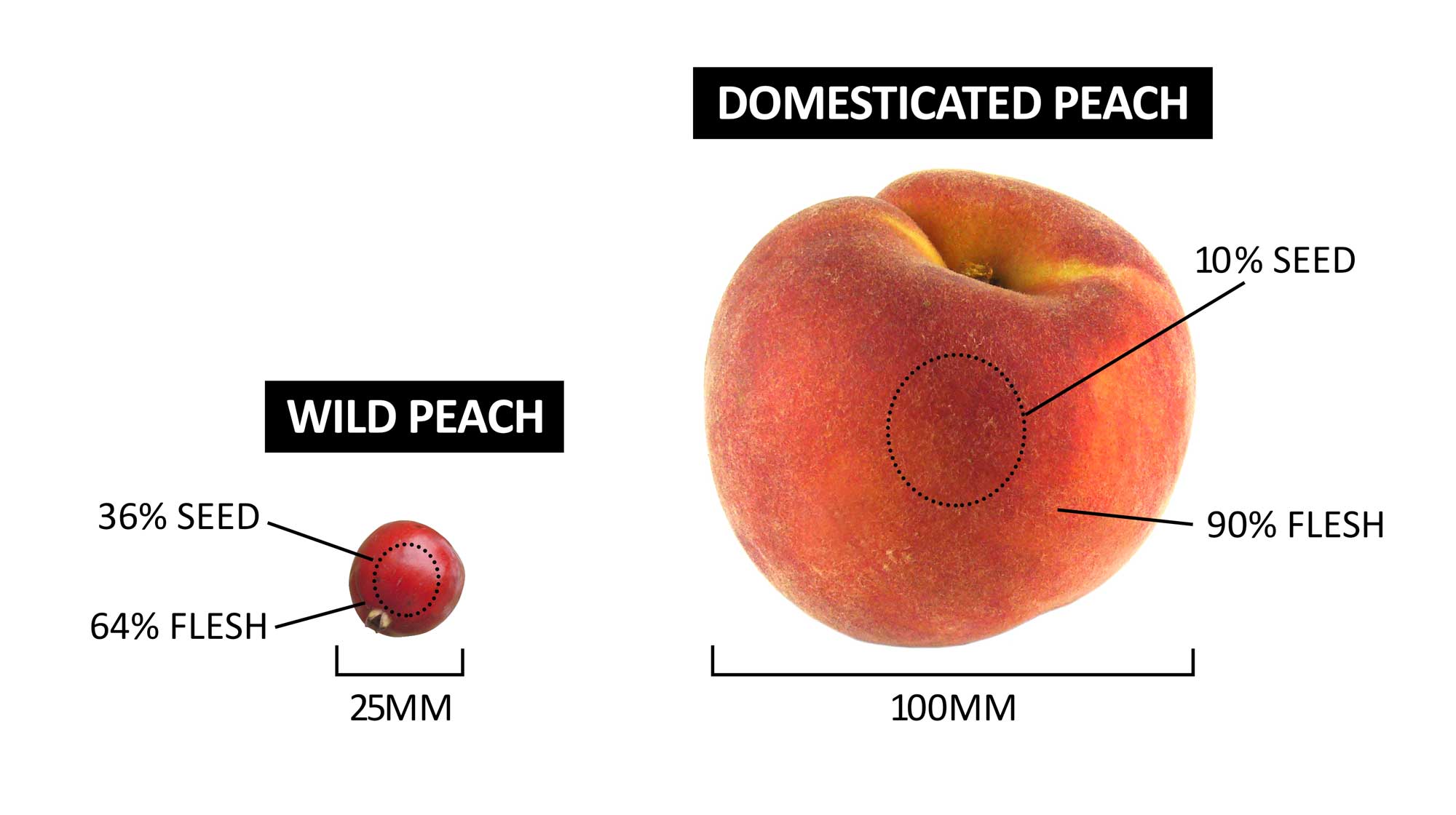 OMAD audiobook companion - Domesticated vs Wild Peach