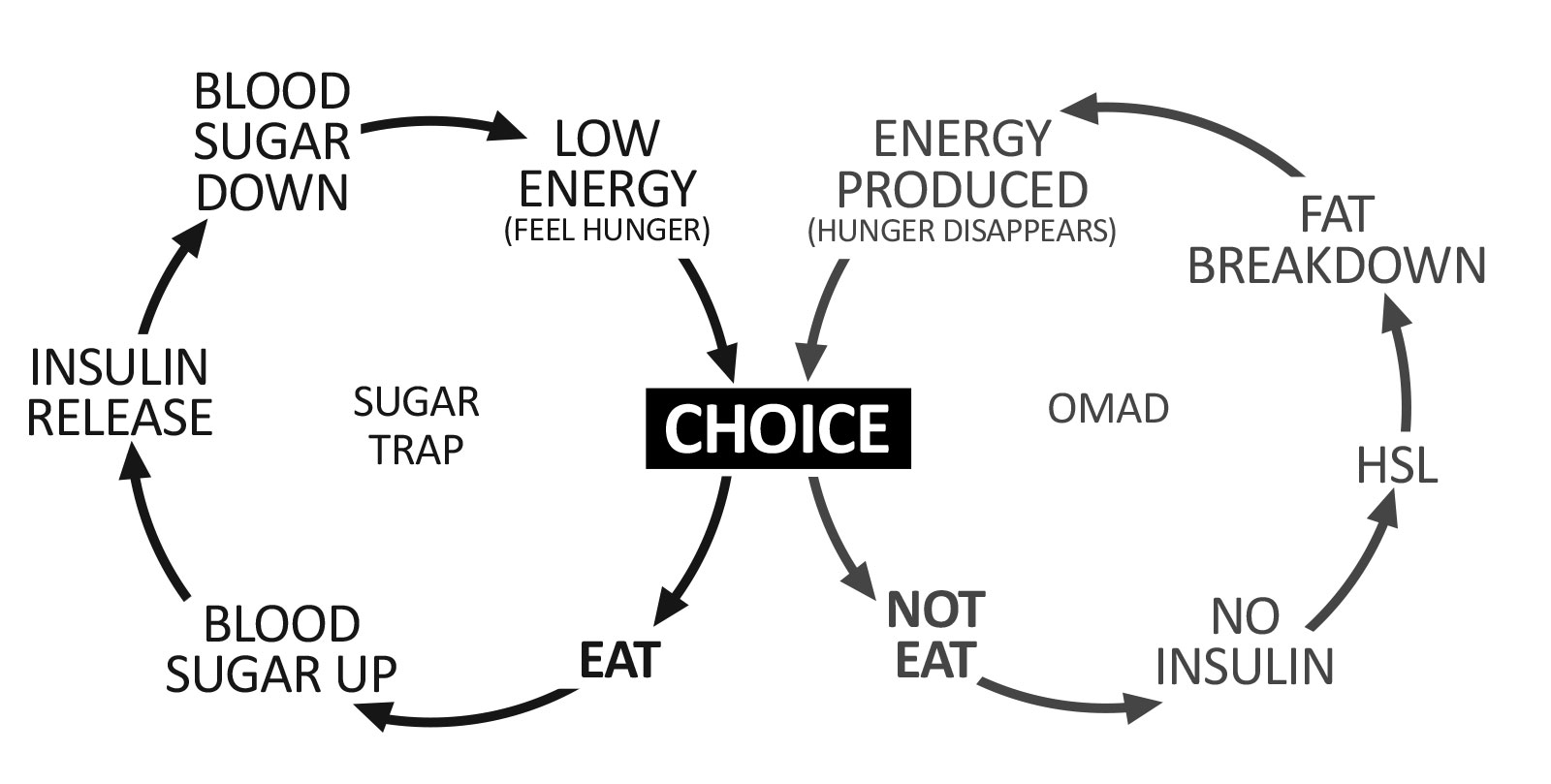 OMAD audiobook companion - The Vicious Cycle